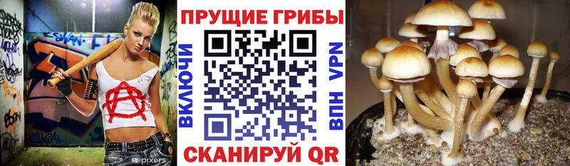 Галлюциногенные грибы Psilocybine cubensis  Югорск 